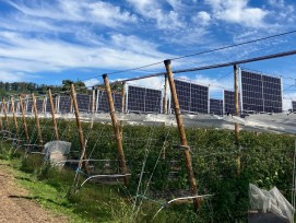 Des fruits et de l’énergie solaire dans les champs, le nouveau concept écologique testé en Suisse.