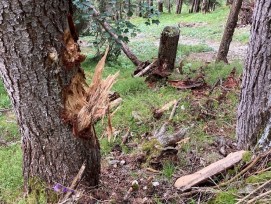 Les points d'impact sur le terrain et sur les arbres ont permis d'estimer la distance de saut et, par conséquent, la vitesse du gros rocher près de la palissade en bois dans la forêt de Sela.