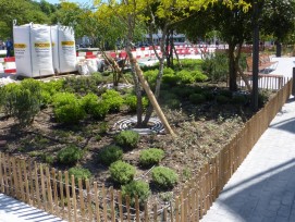 arbres geneve