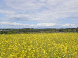 Le parc éolien EolJorat Sud a finalement obtenu le permis de construire cantonal.