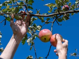 Pommes, poires, prunes ou cerises: les vergers communaux de Lausanne sont accessibles à tous.