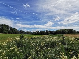 Le Riolet abrite un milieu naturel humide riche en biodiversité, qui sera étendu dans le cadre d’un projet de renaturation.