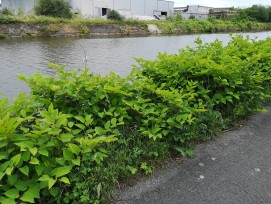 Le projet Renouée-Renouveau propose de transformer la renouée du Japon, plante invasive, en isolant local et durable destiné aux rives du Léman.