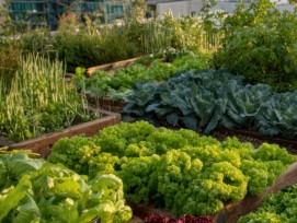 La Ville de Lausanne lance un programme de subventions pour encourager la création de toitures potagères.