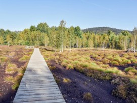 Le Marais-Rouge, situé en bordure du village des Ponts-de-Martel (NE) a bénéficié de travaux visant à rétablir son équilibre hydrique et à stimuler la biodiversité. Ce projet s’étend sur plus de deux hectares d’un site aussi fragile que protégé.