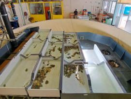 Hepia passe à poissons Drize 1