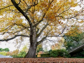 Le nouveau règlement communal du patrimoine arboré marque une étape clé vers l’Objectif canopée.