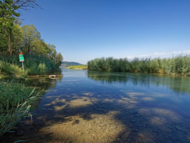 Le delta de l’Aar et ses roselières, un habitat précieux désormais mieux protégé dans le cadre de la nouvelle réserve naturelle.