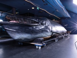 La baleine du Musée d’histoire naturelle de Fribourg a été entièrement restaurée cette année, une étape indispensable avant son transfert vers le futur bâtiment des Arsenaux.